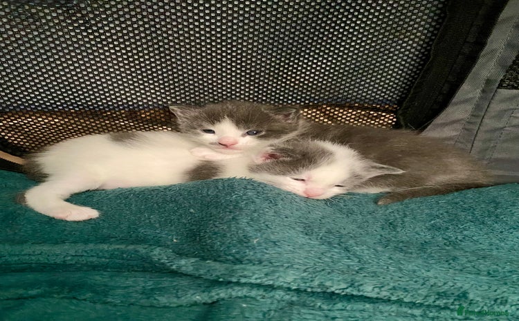 Mixed Breed cats for sale - Advert 1
