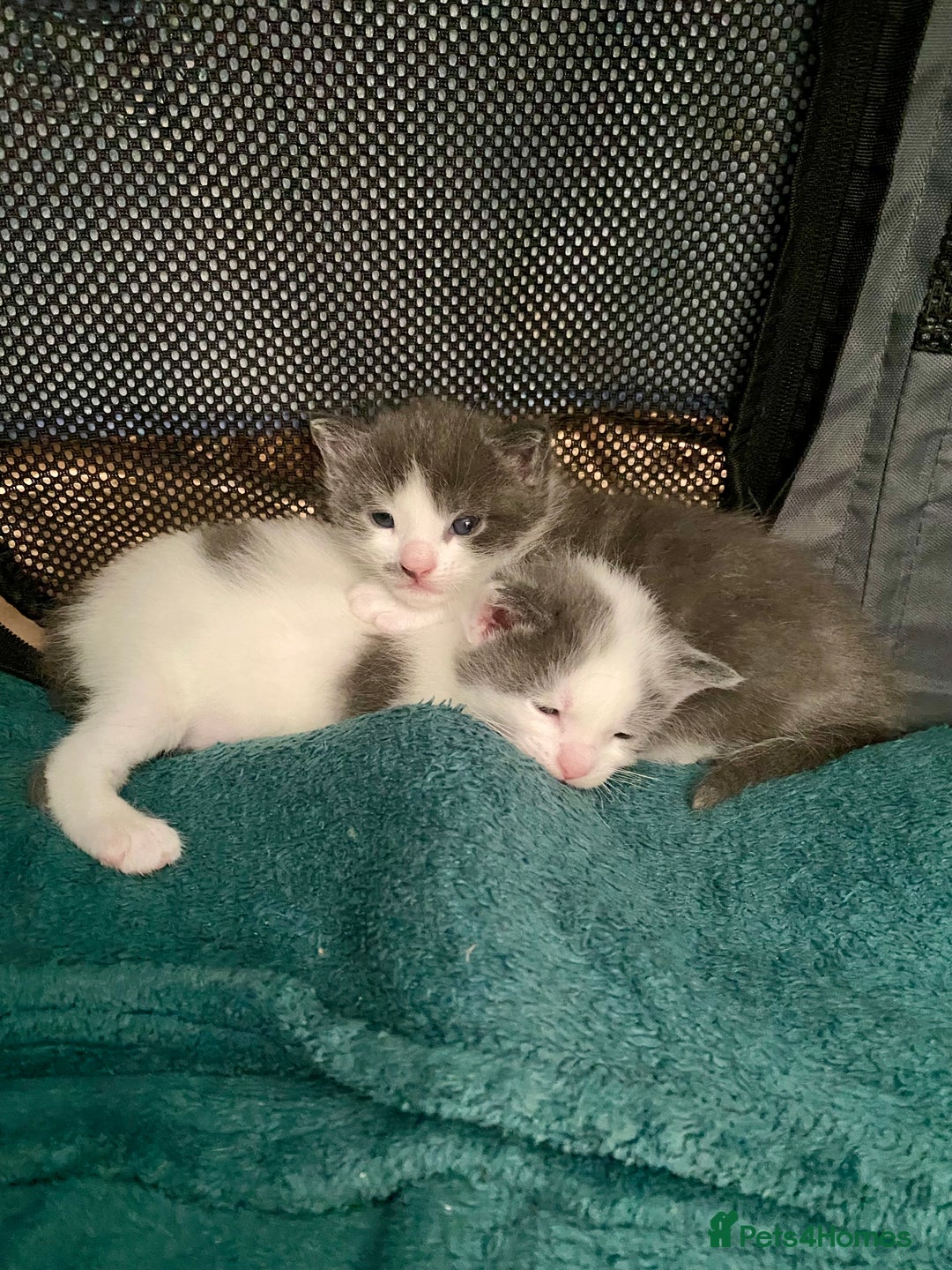 Mixed Breed cats for sale: 2 kittens, boys - Image 1