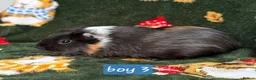 Guinea Pig rodents for sale: Young guinea pigs - Advert 7