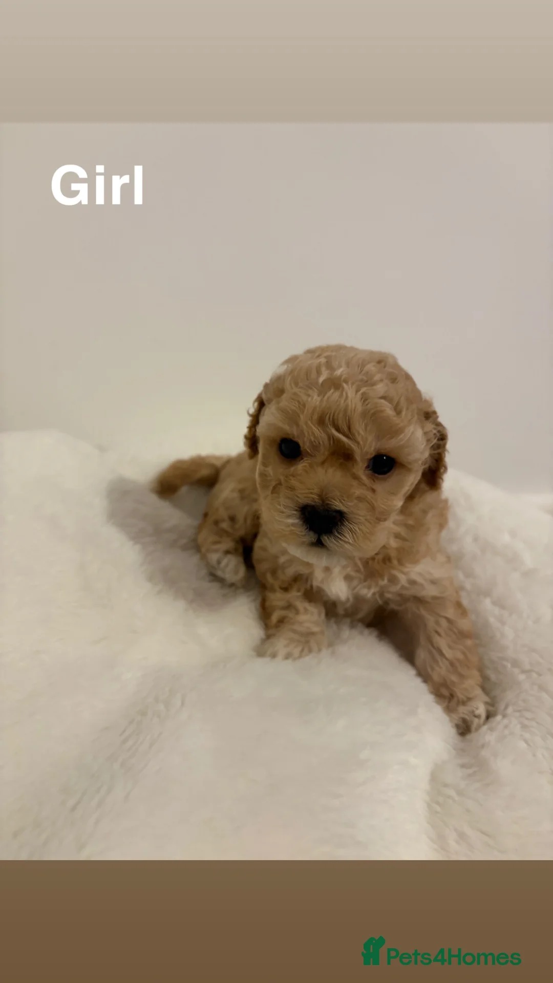 Toy Poodle dogs for sale: 5 cute curly red and apricot toy poodle puppies  - Advert 8