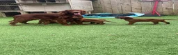 Irish Setter dogs for sale: Red Setter Puppies - Advert 14