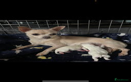 Chipoo dogs for sale: Our Beautiful Chipoo puppies for sale  - Advert 4