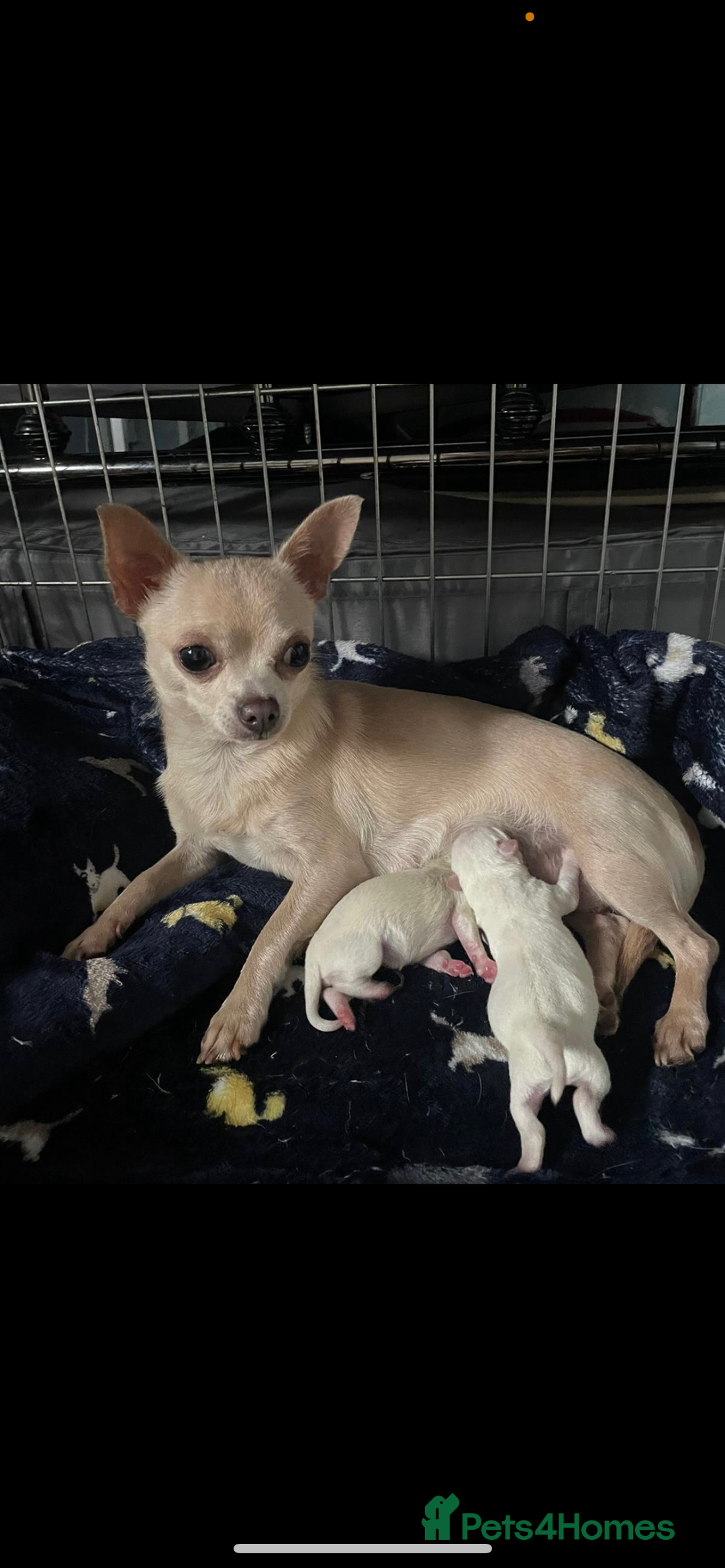 Chipoo dogs for sale: Our Beautiful Chipoo puppies for sale  - Advert 4