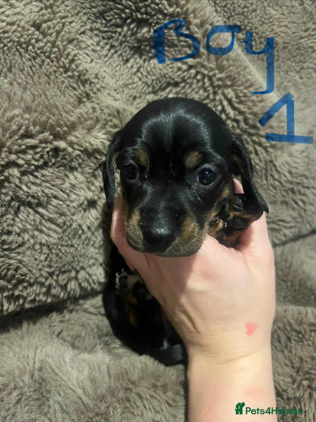 Miniature Dachshund dogs for sale: Miniature dachshund puppies - Advert 4