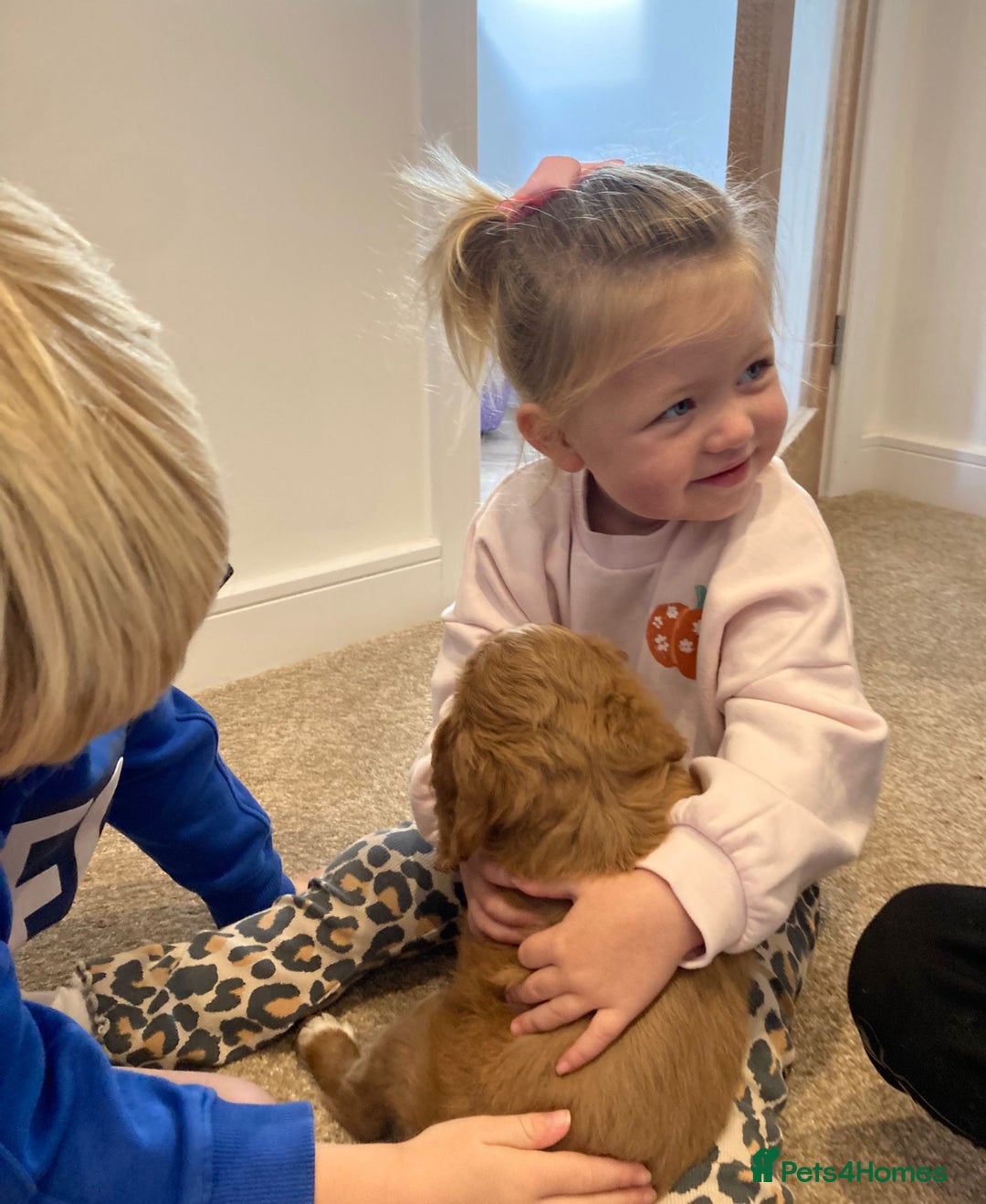 Mixed Breed dogs for sale: 12 week old Cavapoochon absolutely beautiful  - Advert 3