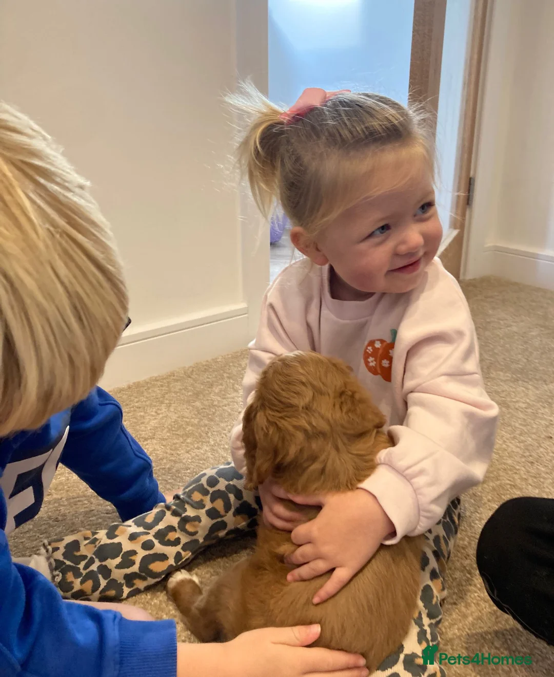 Mixed Breed dogs for sale: 12 week old Cavapoochon absolutely beautiful  - Advert 3