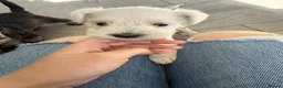 Miniature Schnauzer dogs for sale: KC Registered Miniature Schnauzer Puppies - Advert 3