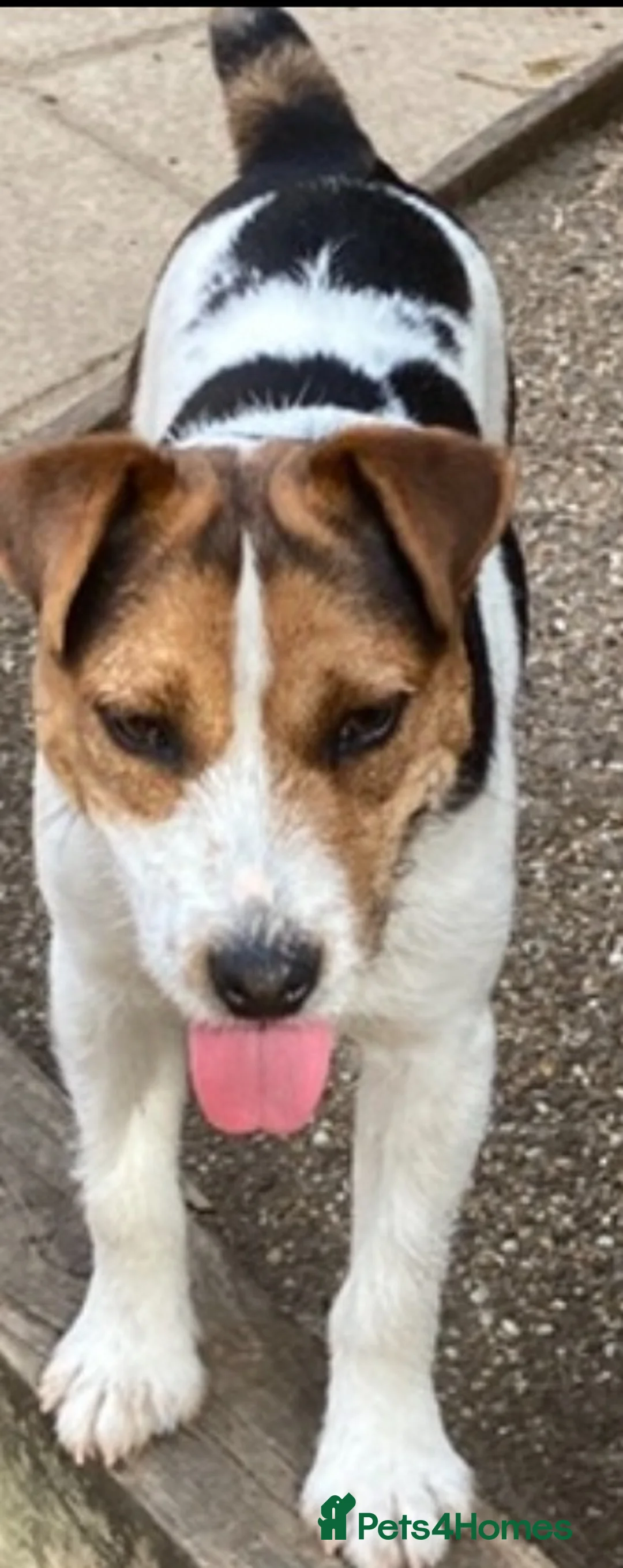 Jack Russell dogs for sale: Jack Russell puppies  - Advert 2