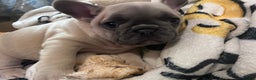 French Bulldog dogs for sale: French Bull Dog Puppies Bitches - Advert 10