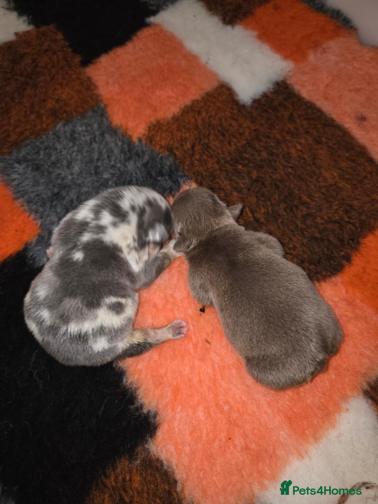 English Bulldog dogs British bulldog pups - Advert 6