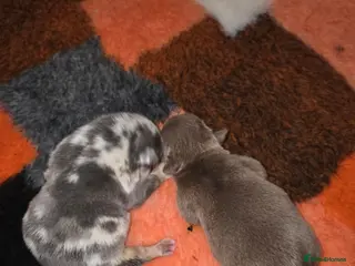 English Bulldog dogs British bulldog pups - Advert 6