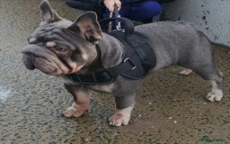 French Bulldog dogs for sale: Male French bulldog  - Image 1