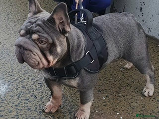 French Bulldog dogs for sale - Advert 1