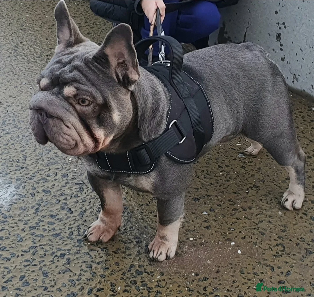 French Bulldog dogs for sale:  **  Male French bulldog  - Advert 1