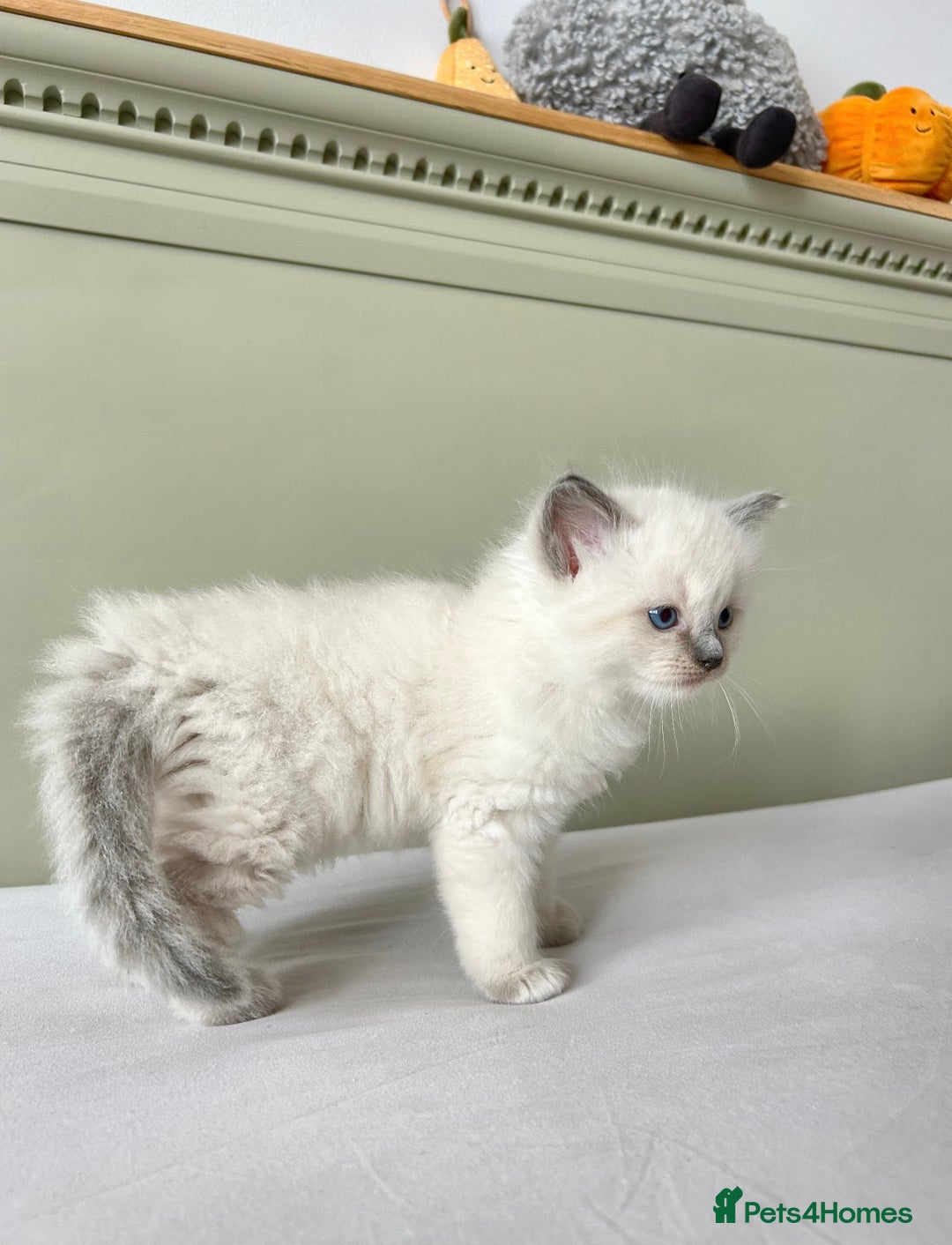 Ragdoll cats for sale: Gorgeous Male Ragdoll Kitten- Ready Now - Image 8