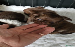 Chihuahua dogs for sale: Only one beautiful boy left,he's totally stunning  - Image 30