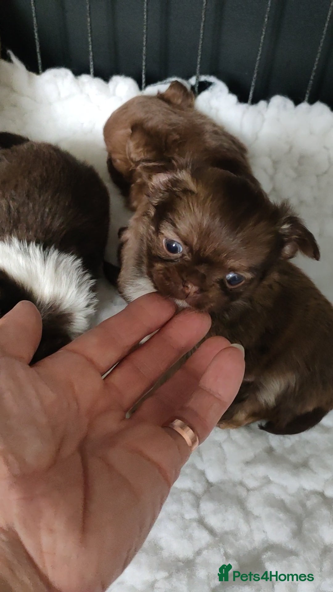 Chihuahua dogs for sale: Only one beautiful boy left,he's totally stunning  - Image 30