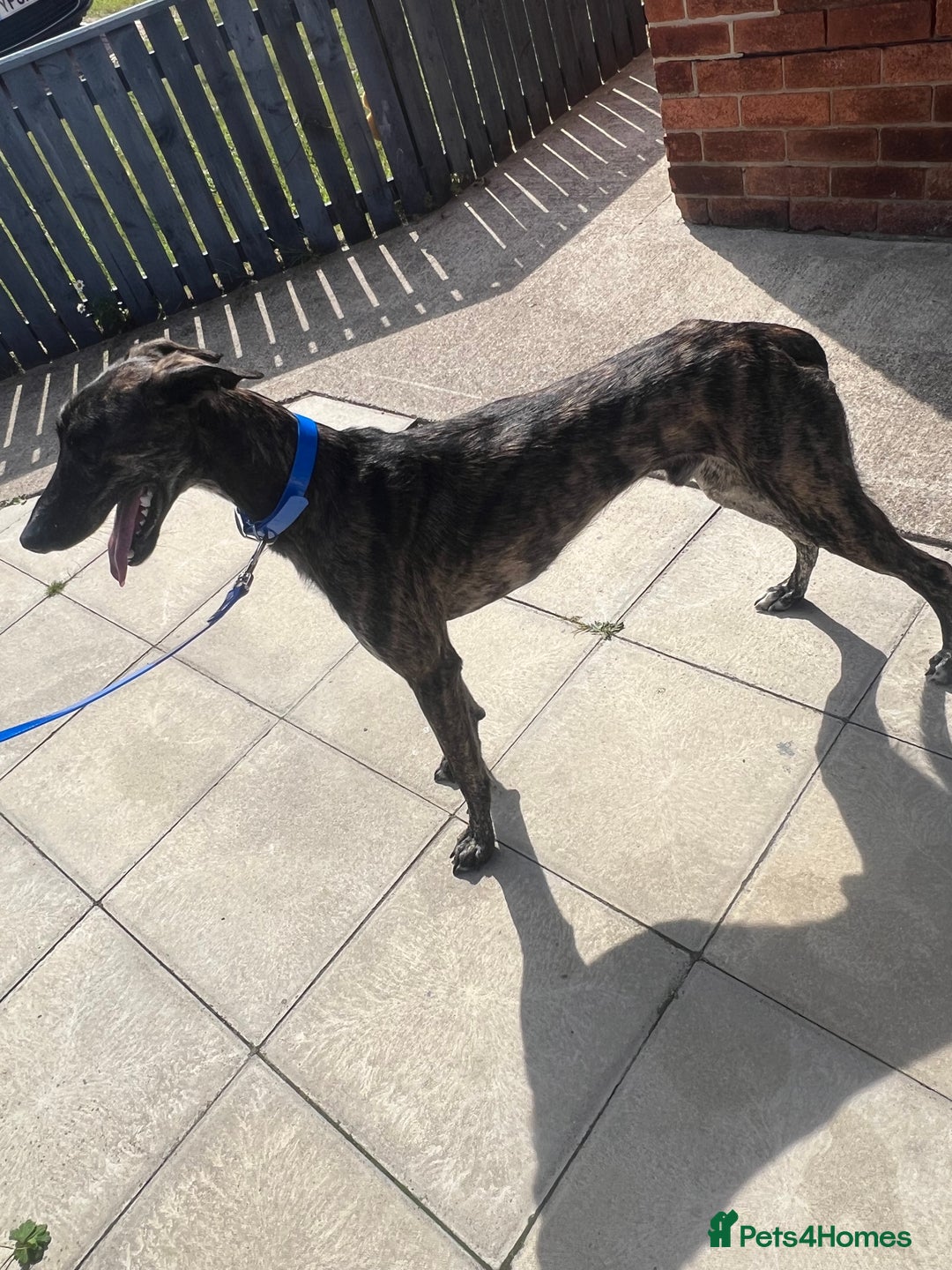 Mixed Breed dogs for sale: Saluki coli grey  - Image 1