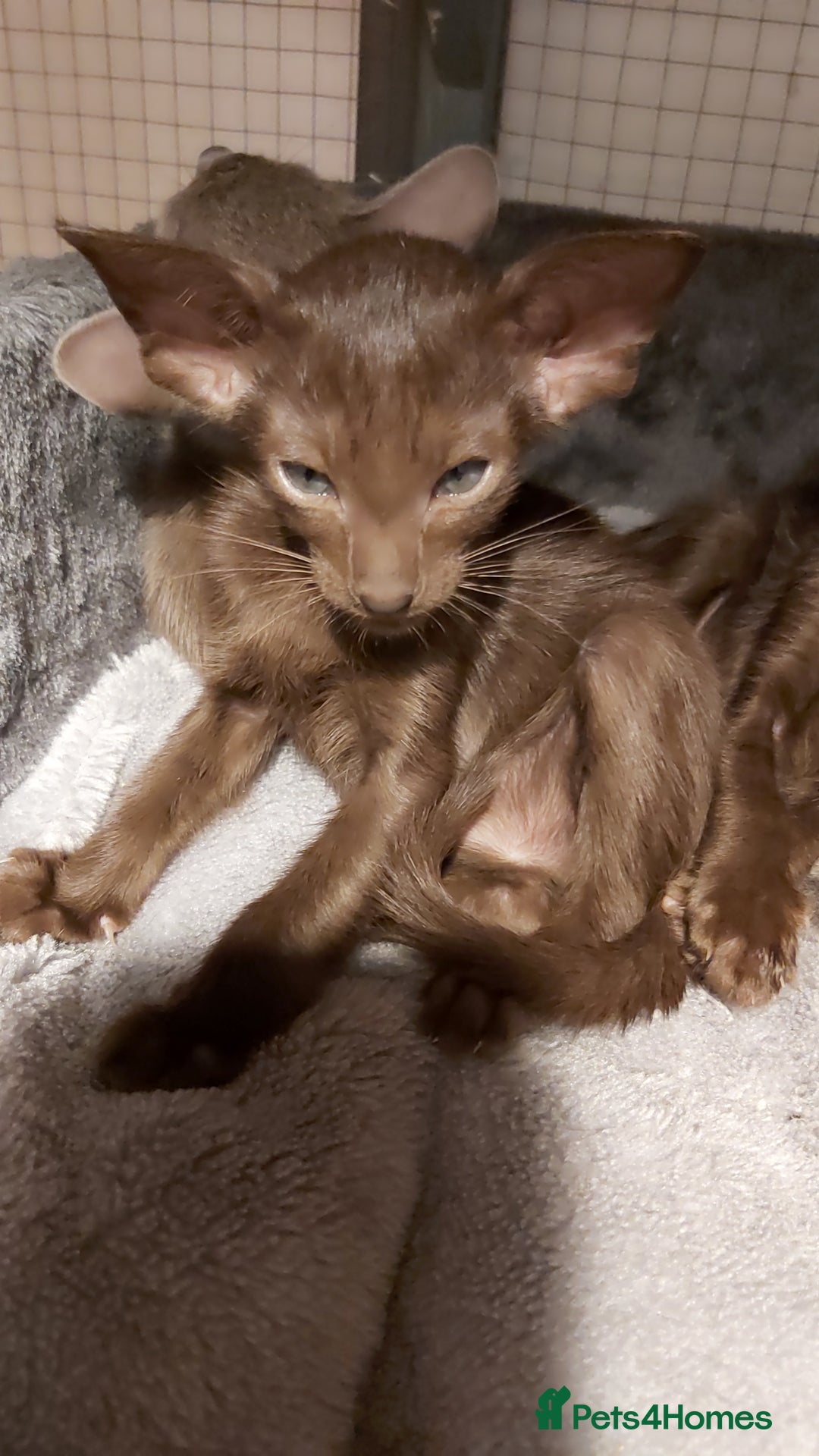 Oriental cats for sale: Full Pedigree Oriental 6 Kittens XL size ears GCCF - Advert 10