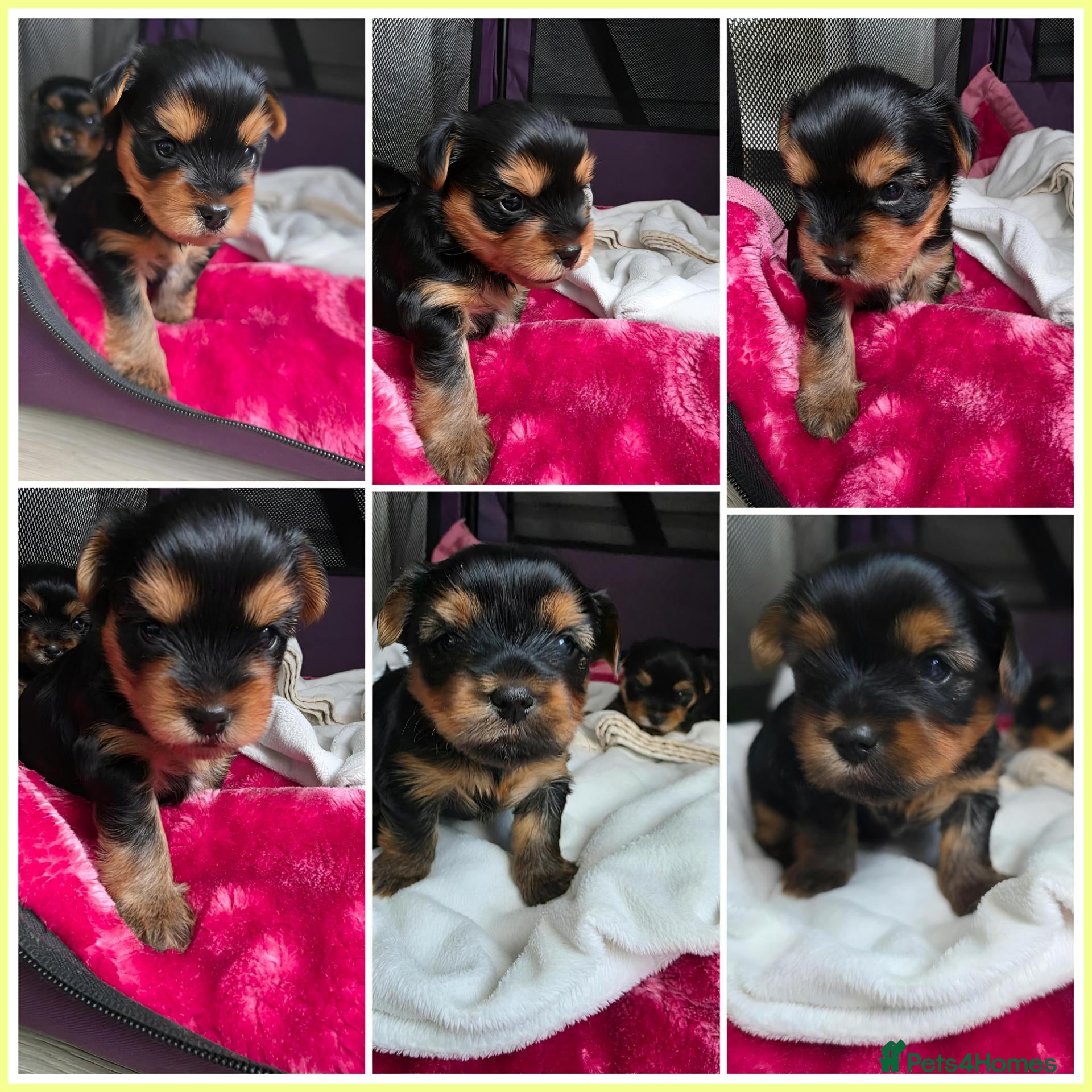 Yorkshire Terrier dogs 💕Yorkshire Terrier puppies.💕 - Advert 7