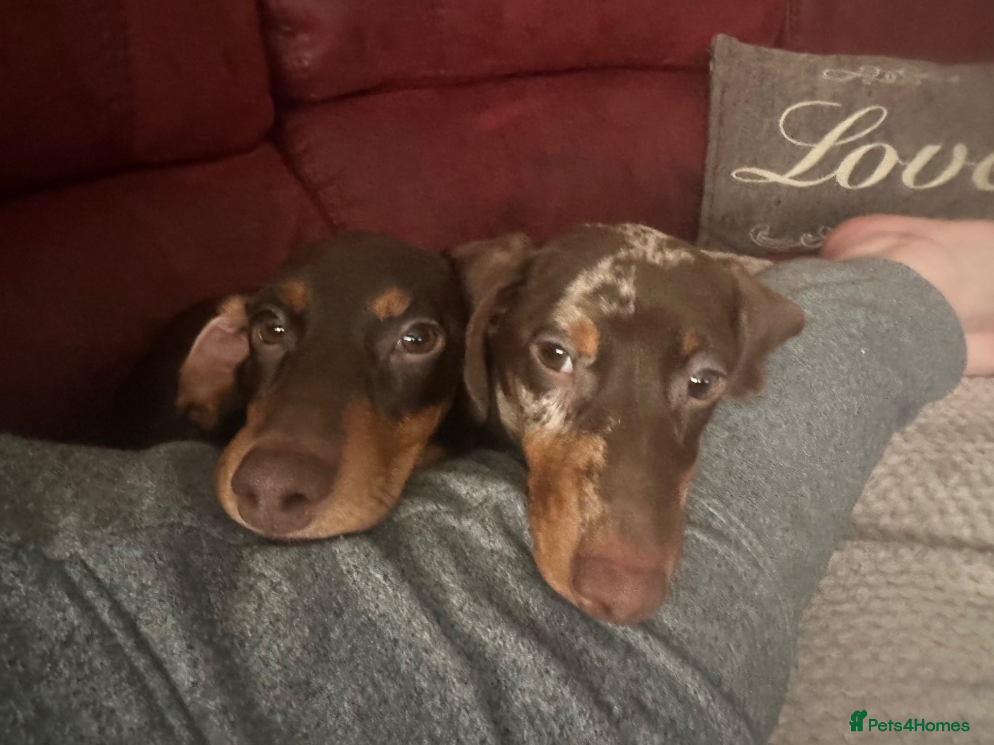 Dachshund dogs for sale: dachshund boy & girl 5 months - Advert 3