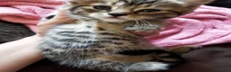 Bengal cats for sale: Beautiful kitten ready for new home 🐾🐈 - Advert 18