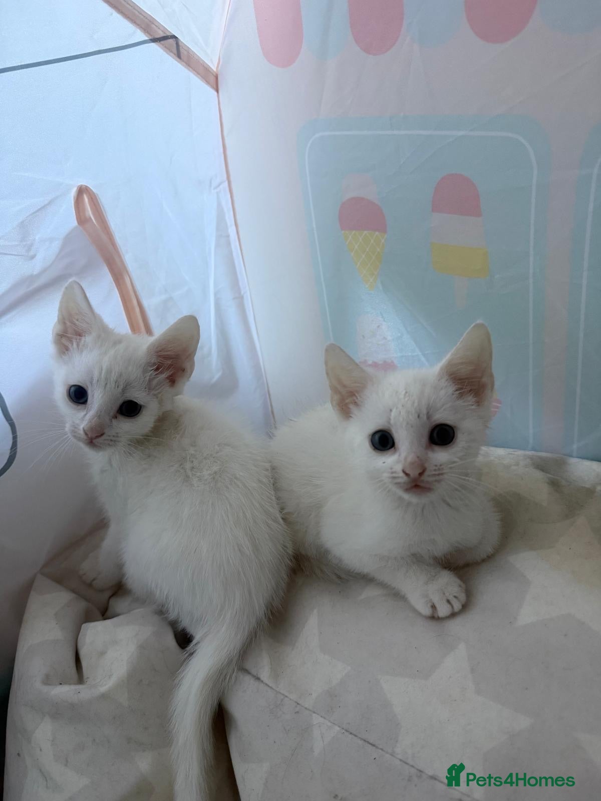 Mixed Breed cats 2 male white kittens  - Advert 3