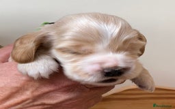 Cocker Spaniel dogs for sale: Adorable show cocker spaniels - Image 10