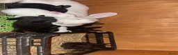 New Zealand rabbits for sale: Pure New Zealand - Advert 3
