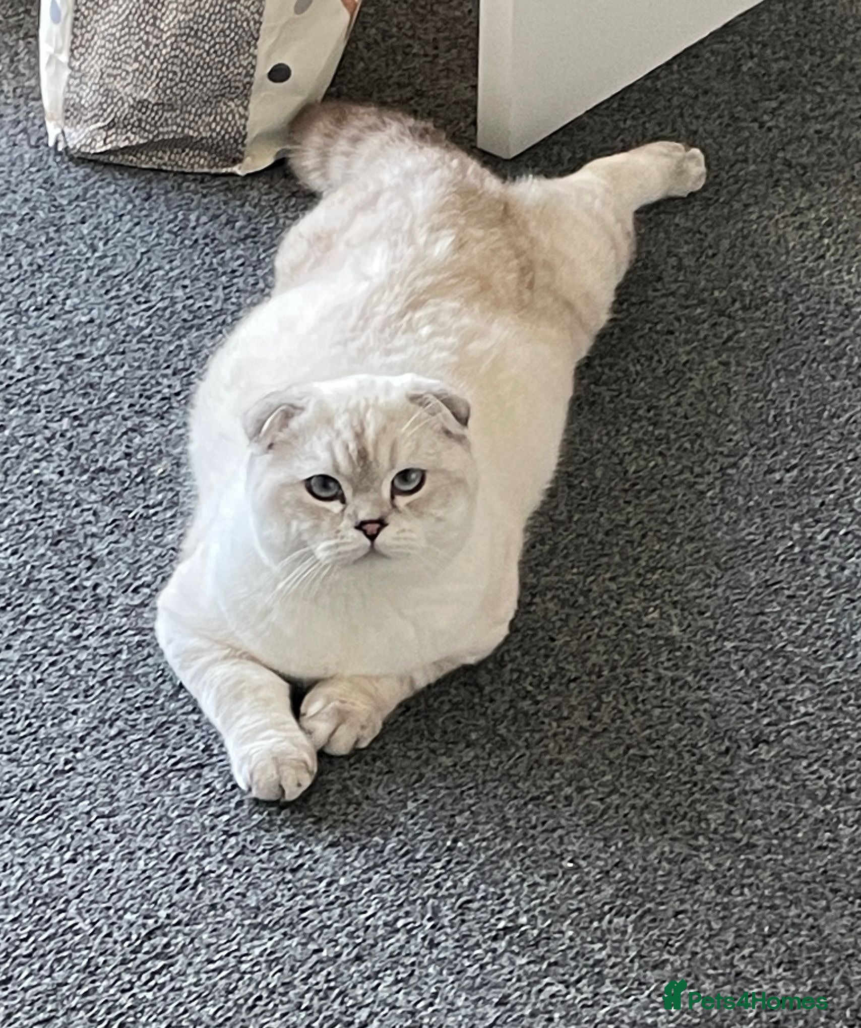 Scottish Fold cats Stunning Male Scottish Fold-Blue eyes  - Advert 17
