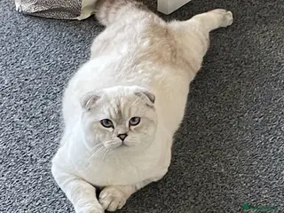 Scottish Fold cats Stunning Male Scottish Fold-Blue eyes - Advert 17