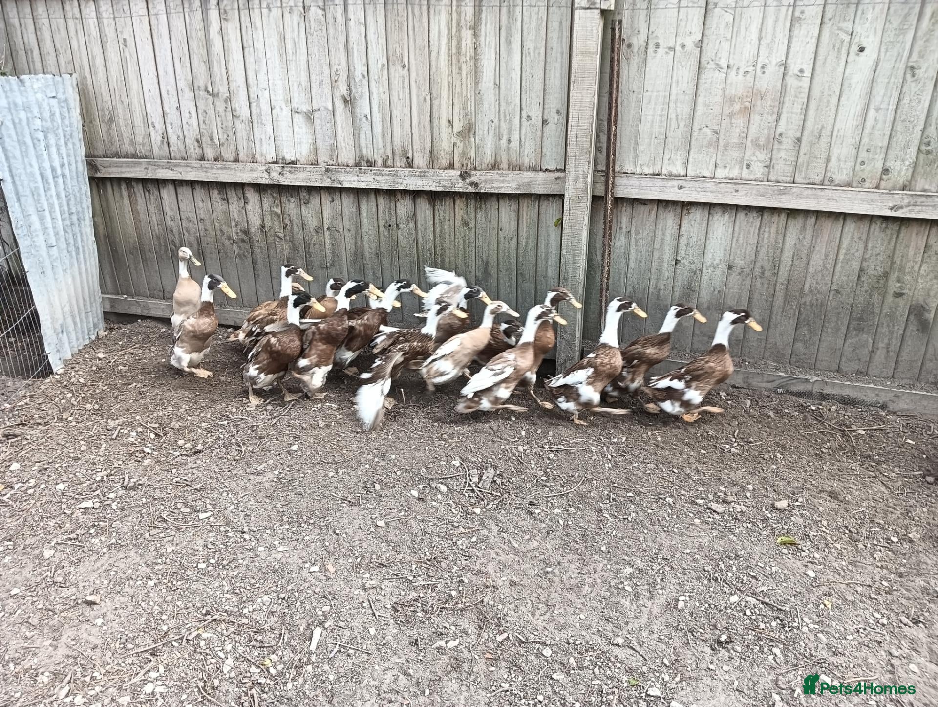 Ducks poultry POL Indian Runner Ducks - Advert 1