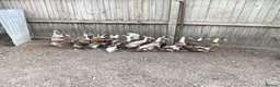 Ducks poultry for sale: POL Indian Runner Ducks in Swindon - Advert 1