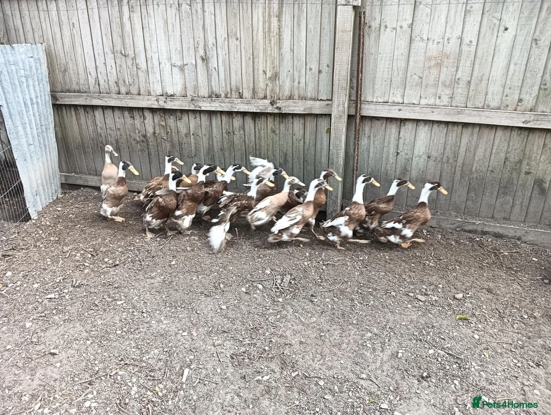 Ducks poultry for sale: POL Indian Runner Ducks in Swindon - Advert 1