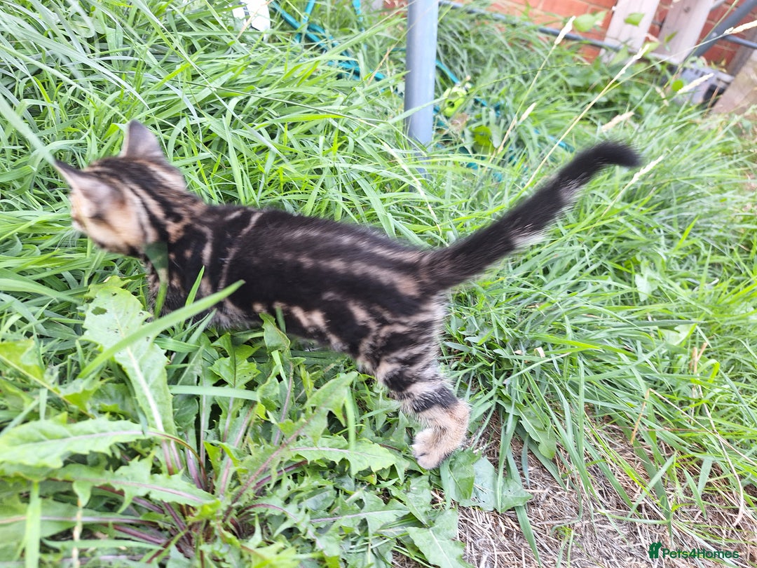Mixed Breed cats for sale: Half Bengal kittens  - Image 8