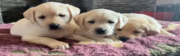 Labrador Retriever dogs for sale: Golden Labrador Puppies - Advert 2