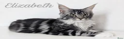 Maine Coon cats for sale: 👑 MajestiPaws: The Heritage Litter 🐾 - Advert 6