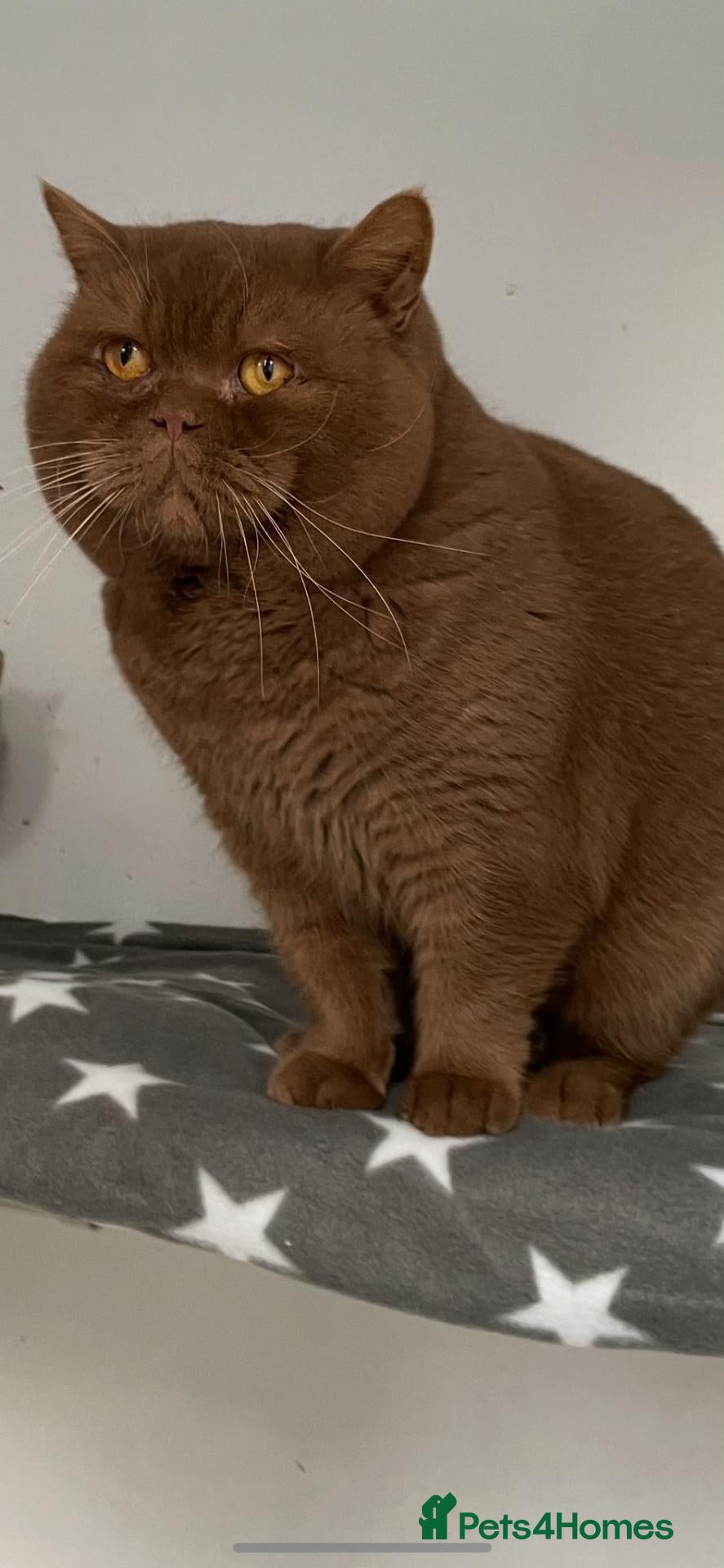 British Shorthair cats 2 darks chocolate and one blue - Advert 2
