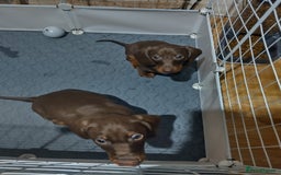 Dachshund dogs for sale: 2 Beautiful puppies - Advert 2