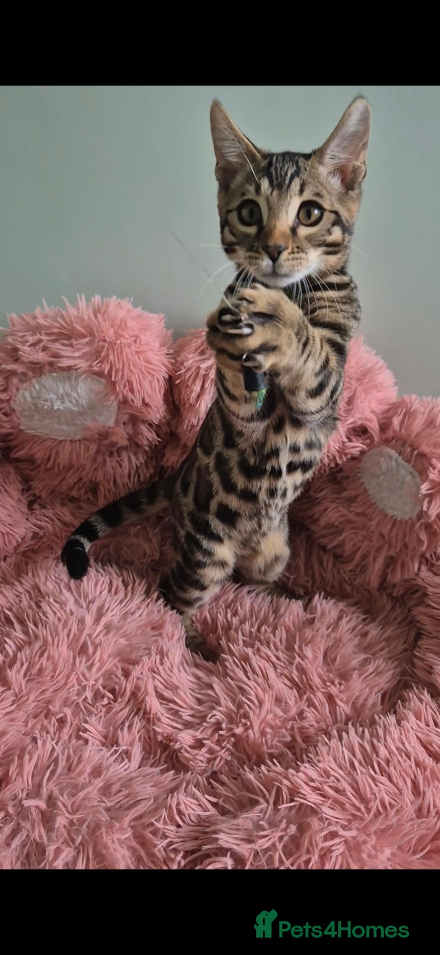 Bengal cats for sale: Last TICA Bengal Boy Left  Don’t Miss Out 🥰 - Advert 1