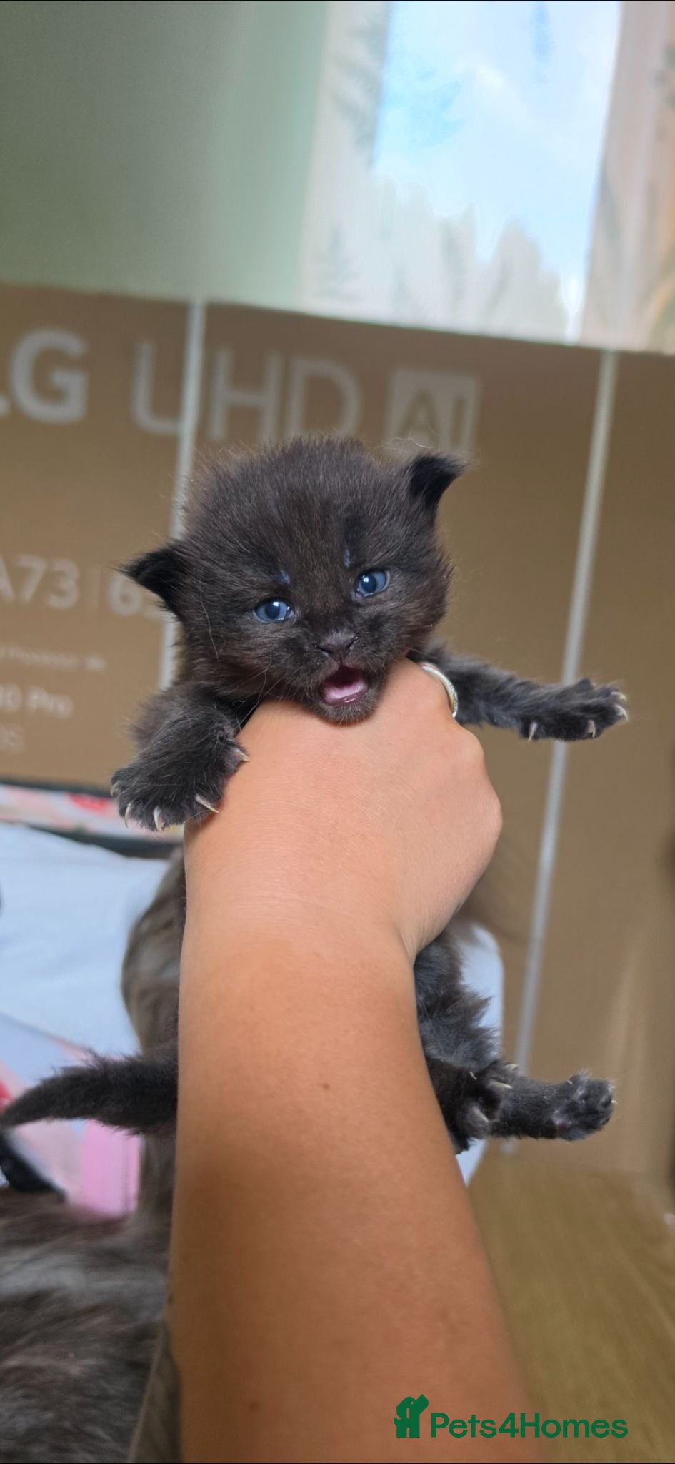 Maine Coon cats 3 Maine Coon Kittens Available  - Advert 16