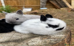 Netherland Dwarf rabbits for sale: Rare Colour purebred Netherland Dwarf  - Image 19
