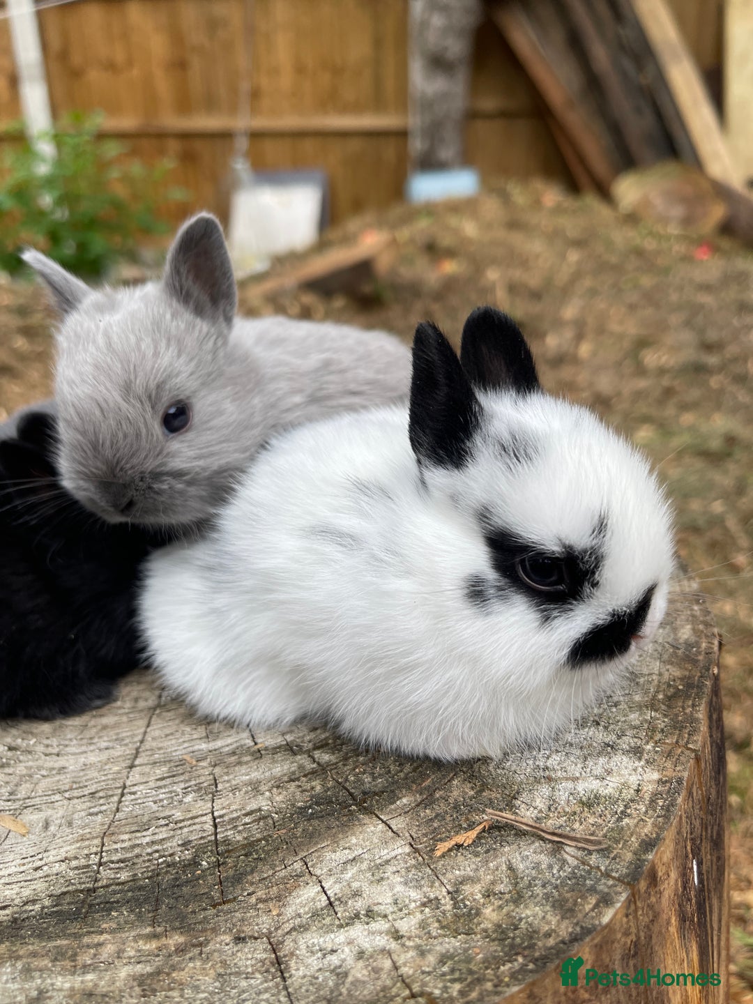 Netherland Dwarf rabbits for sale: Rare Colour purebred Netherland Dwarf  - Image 19