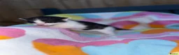Domestic Shorthair cats for sale: Beautiful kittens  - Advert 5