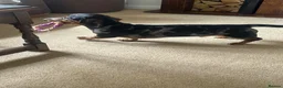 Dachshund dogs for sale: Bob The Dachshund  - Advert 4