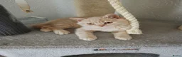 British Shorthair cats for sale: Stunning GCCF reg kittens ready to leave now! - Advert 3