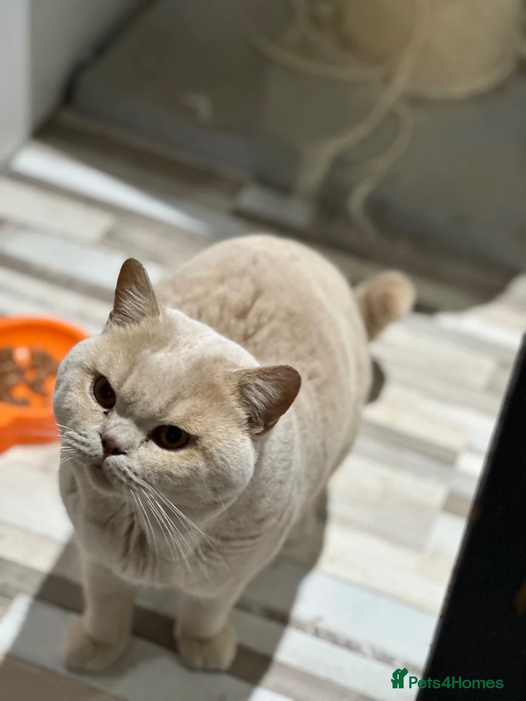 British Shorthair cats for sale: Stunning silver litter in Chatteris - Advert 10