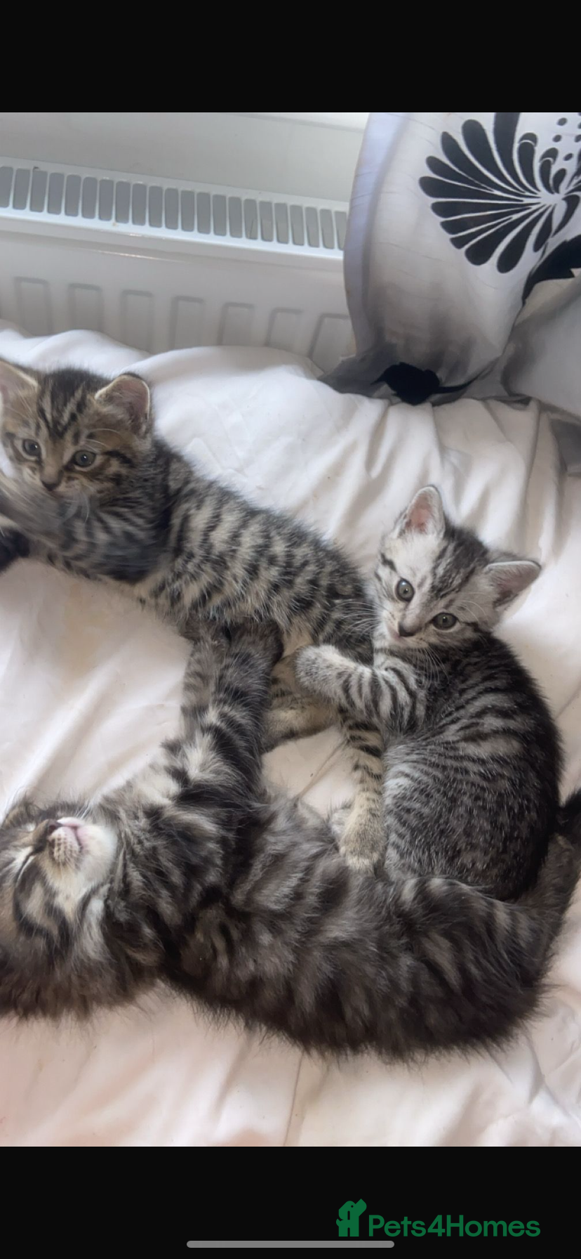 Mixed Breed cats 6 x Stunning Mixed Bengal/British Shorthair Cross  - Advert 14