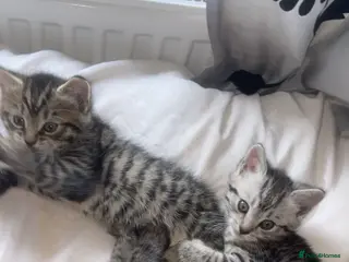 Mixed Breed cats 6 x Stunning Mixed Bengal/British Shorthair Cross - Advert 14