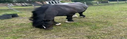 Irish Cob horses for sale: Black mare 13’2 in Downham Market - Advert 9